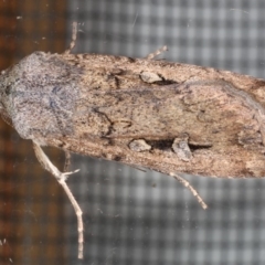 Agrotis infusa (Bogong Moth, Common Cutworm) at Ainslie, ACT - 22 May 2020 by jb2602