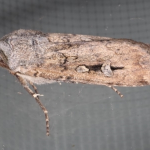 Agrotis infusa at Ainslie, ACT - 22 May 2020