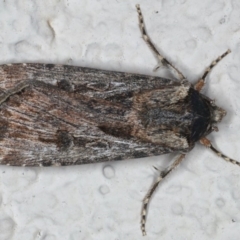 Agrotis munda (Brown Cutworm) at Ainslie, ACT - 22 May 2020 by jbromilow50