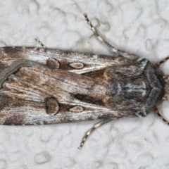 Agrotis munda at Ainslie, ACT - 22 May 2020