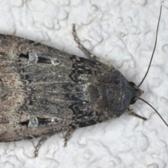 Agrotis infusa (Bogong Moth, Common Cutworm) at Ainslie, ACT - 22 May 2020 by jbromilow50