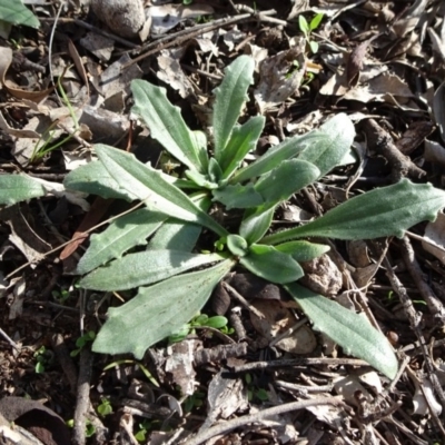Plantago varia (Native Plaintain) at Mount Ainslie - 17 May 2020 by JanetRussell