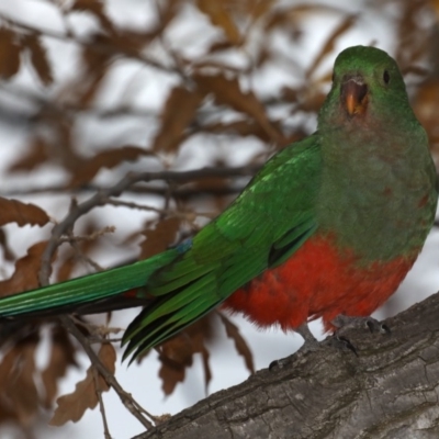 Alisterus scapularis (Australian King-Parrot) at Ainslie, ACT - 22 May 2020 by jbromilow50