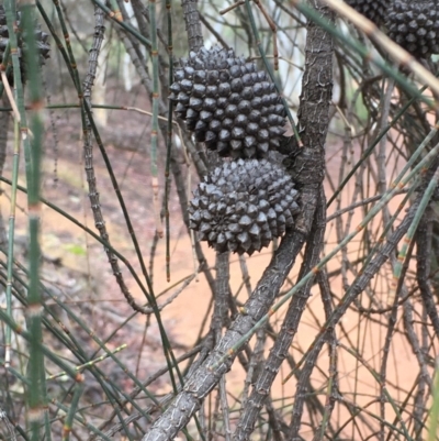 Allocasuarina verticillata (Drooping Sheoak) at Mount Ainslie - 23 May 2020 by JaneR