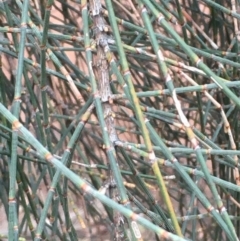 Allocasuarina verticillata at Majura, ACT - 23 May 2020
