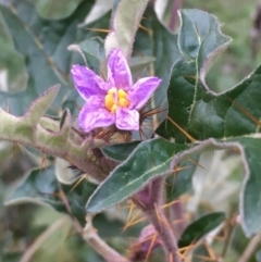 Solanum cinereum (Narrawa Burr) at Mount Ainslie - 23 May 2020 by JaneR