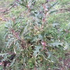 Solanum cinereum at Majura, ACT - 23 May 2020