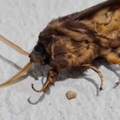 Oxycanus silvanus at Molonglo Valley, ACT - 23 May 2020