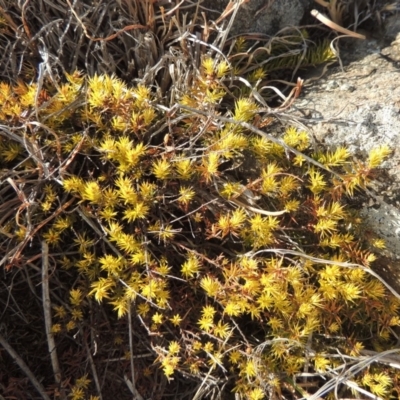 Acrotriche serrulata (Ground-berry) at Greenway, ACT - 22 Jan 2020 by MichaelBedingfield