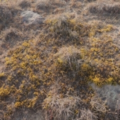 Acrotriche serrulata at Greenway, ACT - 22 Jan 2020