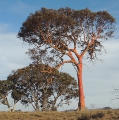 Eucalyptus polyanthemos (Red Box) at Bullen Range - 22 Jan 2020 by MichaelBedingfield