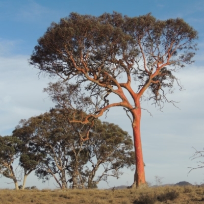 Eucalyptus polyanthemos (Red Box) at Greenway, ACT - 22 Jan 2020 by michaelb