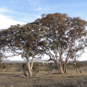 Eucalyptus polyanthemos at Greenway, ACT - 22 Jan 2020