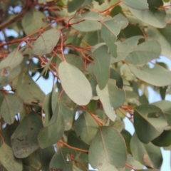 Eucalyptus polyanthemos at Bullen Range - 22 Jan 2020 07:43 PM