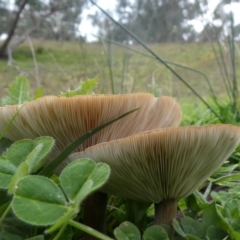 Unidentified Cap on a stem; gills below cap [mushrooms or mushroom-like] at Googong, NSW - 23 May 2020 by Wandiyali