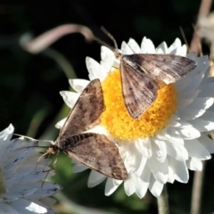 Scopula rubraria (Reddish Wave, Plantain Moth) at Mount Painter - 21 May 2020 by CathB