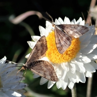 Scopula rubraria (Reddish Wave, Plantain Moth) at Cook, ACT - 21 May 2020 by CathB