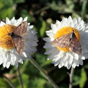 Scopula rubraria at Cook, ACT - 21 May 2020