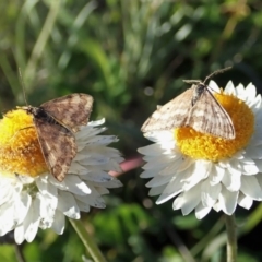 Scopula rubraria at Cook, ACT - 21 May 2020