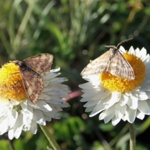 Scopula rubraria at Cook, ACT - 21 May 2020 01:42 PM