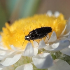 Dasytinae (subfamily) (Soft-winged flower beetle) at Cook, ACT - 21 May 2020 by CathB