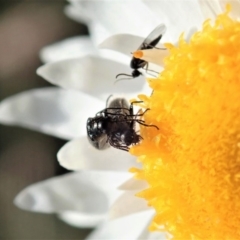 Dasytinae (subfamily) at Cook, ACT - 21 May 2020