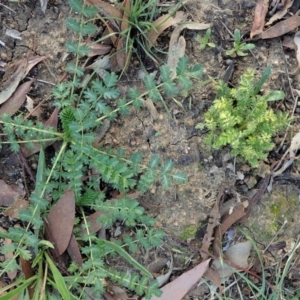 Acaena sp. at Cook, ACT - 21 May 2020