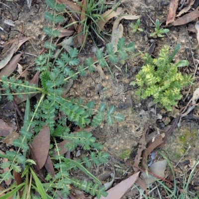 Acaena sp. (A Sheep's Burr) at Mount Painter - 21 May 2020 by CathB