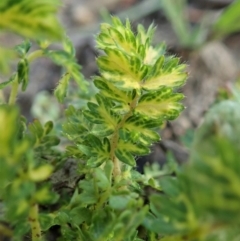 Acaena sp. at Cook, ACT - 21 May 2020