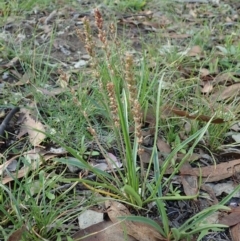 Plantago gaudichaudii (Narrow Plantain) at Cook, ACT - 21 May 2020 by CathB