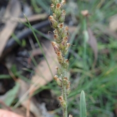 Plantago gaudichaudii at Cook, ACT - 21 May 2020 02:13 PM