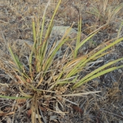 Lomandra multiflora (Many-flowered Matrush) at Greenway, ACT - 22 Jan 2020 by michaelb