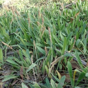 Plantago varia at Cook, ACT - 21 May 2020