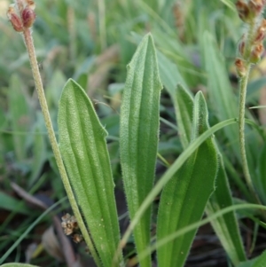 Plantago varia at Cook, ACT - 21 May 2020