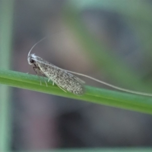 Ceromitia leptosticta at Cook, ACT - 3 May 2020 04:57 PM