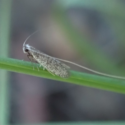 Ceromitia leptosticta (A Fairy moth) at Mount Painter - 3 May 2020 by CathB