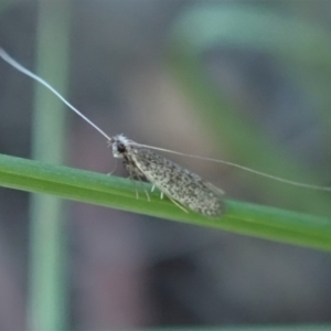 Ceromitia leptosticta at Cook, ACT - 3 May 2020