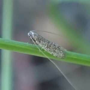 Ceromitia leptosticta at Cook, ACT - 3 May 2020 04:57 PM