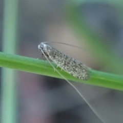 Ceromitia leptosticta at Cook, ACT - 3 May 2020