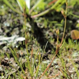 Juncus bufonius at Dunlop, ACT - 11 May 2020 12:54 PM