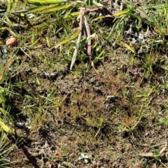 Juncus bufonius at Dunlop, ACT - 11 May 2020