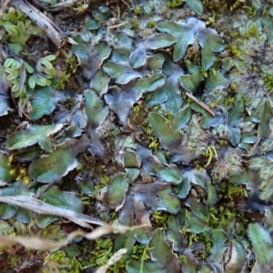 Riccia cartilaginosa at Dunlop, ACT - 11 May 2020