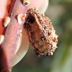 Mataeomera (genus) at Dunlop, ACT - 16 May 2020