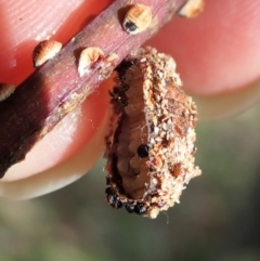 Mataeomera (genus) at Dunlop, ACT - 16 May 2020