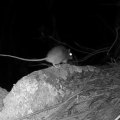 Rattus or Mastacomys sp. (genus) (An unidentified rat species) at Namadgi National Park - 20 May 2020 by ChrisHolder