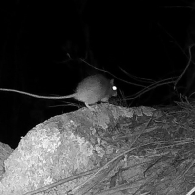 Rattus or Mastacomys sp. (genus) (An unidentified rat species) at Rendezvous Creek, ACT - 20 May 2020 by ChrisHolder