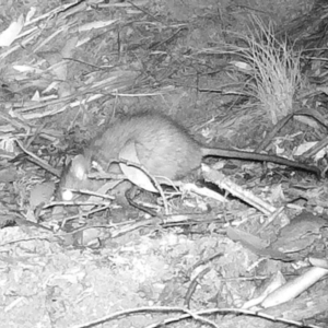 Rattus or Mastacomys sp. (genus) at Rendezvous Creek, ACT - 20 May 2020 10:16 PM