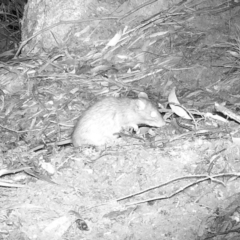 Rattus or Mastacomys sp. (genus) at Rendezvous Creek, ACT - 20 May 2020 10:16 PM