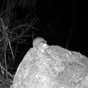 Rattus or Mastacomys sp. (genus) at Rendezvous Creek, ACT - 20 May 2020