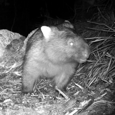 Vombatus ursinus (Common wombat, Bare-nosed Wombat) at Rendezvous Creek, ACT - 19 May 2020 by ChrisHolder